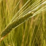 Tornano le Giornate in campo di Consorzi Agrari d’Italia