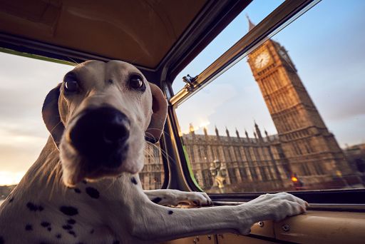 Voli, Mit: Enac amplia possibilità di animali domestici in cabina
