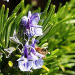 Filiera erbe officinali e spezie: serve cambio passo commerciale