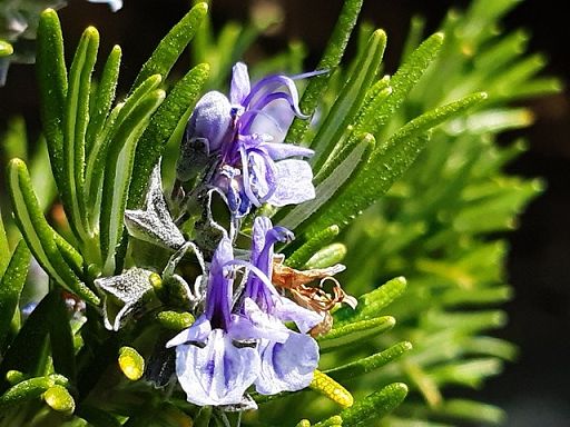 Filiera erbe officinali e spezie: serve cambio passo commerciale
