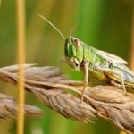 Fao: per salute piante e sicurezza alimentare serve cooperazione