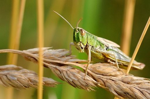 Fao: per salute piante e sicurezza alimentare serve cooperazione