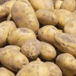 Nel settore pataticolo corsa all’innovazione contro fitopatologie