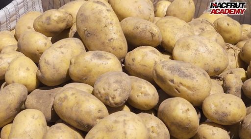 Nel settore pataticolo corsa all’innovazione contro fitopatologie