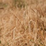 Filera grano duro Sicilia: basilare garantire accesso credito