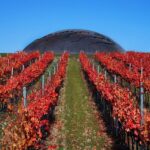 Vino, 20 anni di Carapace: Tenute Lunelli celebrano visione di Pomodoro
