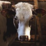 Fedagripesca: bene riunione al Masaf per piano sviluppo zootecnia