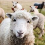Coldiretti Sardegna: deroghe per aiuti a piccoli allevatori