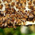 Federbio: scegliere il biologico per salvare le api