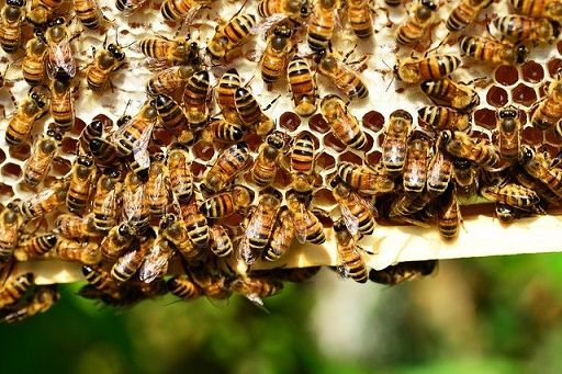 Federbio: scegliere il biologico per salvare le api