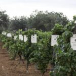 Successo per quarta “Giornata di Campagna” del Progetto Bi.Vi.Si