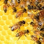 Wwf: oltre 40% insetti impollinatori a rischio estinzione