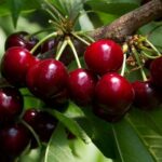 Crolla produzione ciliegie in Puglia per le gelate: -70%