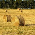 Confagri Toscana: costo lavoro punto cruciale per imprese