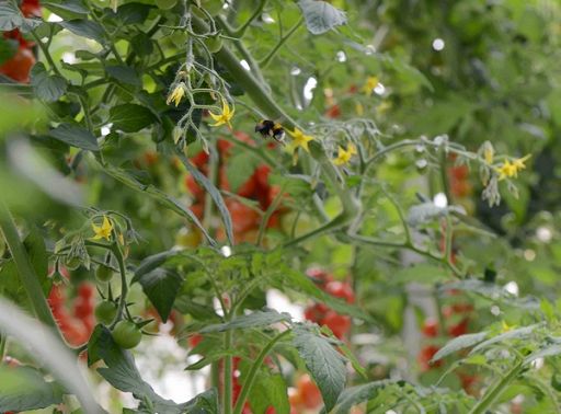 Oasi Agromonte rinnova per altri 3 anni collaborazione con 3Bee