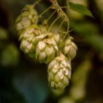 Assobirra: in 2024 birre low e no alcol +13,4% sul 2023