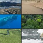 Mattarella: biodiversità minacciata da attività poco lungimiranti, guardare ai giovani