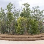 Mutti supporta il progetto Cool forest alla Biennale Architettura 2025