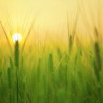 Consorzi agrari, in 2024 valore produzione +5,2% e Ebitda +25,3%