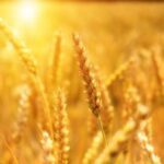 Grano duro, il punto su sfide e filiera a convegno Compag
