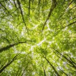 Da R. Toscana 2 bandi per la gestione sostenibile delle foreste
