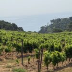 Gorgona Bianco di Marchesi Frescobaldi, vino che sa di mare e speranza
