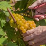 Vino, Consorzio Asti Docg: al via la prima sperimentazione sui Piwi