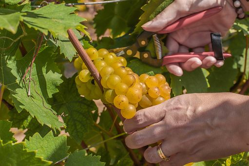Vino, Consorzio Asti Docg: al via la prima sperimentazione sui Piwi