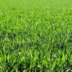 Foraggio, stime: in 2025 produzione in calo in Francia e Spagna
