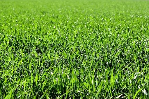 Foraggio, stime: in 2025 produzione in calo in Francia e Spagna