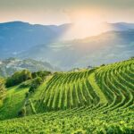 Vino, Cantina Valle Isarco: in 10 anni +200% di vigneti di Kerner