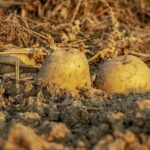 Fedagripesca: Italia confermi in nuova Pac Ocm per settore patate