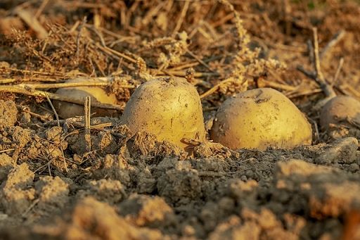 Fedagripesca: Italia confermi in nuova Pac Ocm per settore patate
