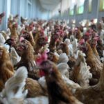 Italia verso divieto abbattimento pulcini maschi in industria uova