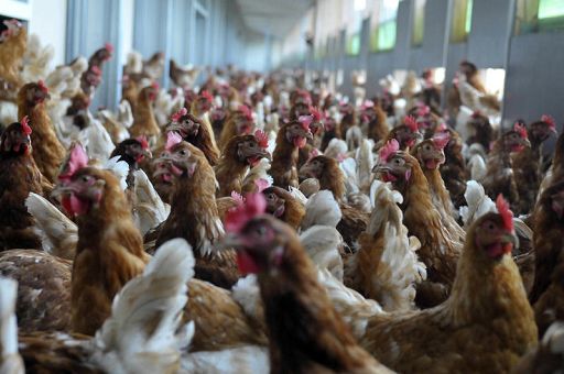 Italia verso divieto abbattimento pulcini maschi in industria uova