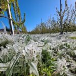Da R. Puglia richiesta calamità a Masaf per gelate 2025