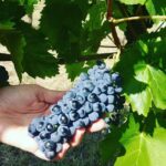 Al Crea di Velletri al via il X festival della cultura del vino