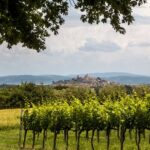 Umbria Top: una ricerca sul patrimonio vitivinicolo dell’Umbria