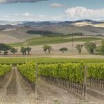 Ass. vitivinicole: diplomazia, Pac e risorse Ue sempre più vitali