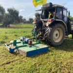 Allarme a Bisceglie: focolaio con 4 olivi infetti da Xyella