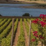 Consorzio Vini Doc Sicilia: a giugno eventi a Noto, Taormina e Cefalù