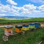 Più sostenibilità nei vigneti con le api, il progetto della Fai