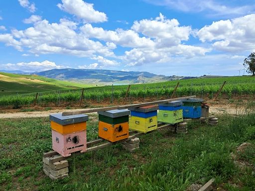 Più sostenibilità nei vigneti con le api, il progetto della Fai