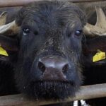 Crollano i focolai attivi di brucellosi in Campania