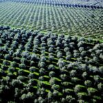 Monini: fioriture 2025 promettono bene in termini quantità