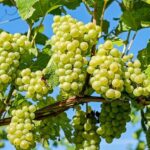 In 2024 torna a crescere valore aggiunto agricoltura pugliese