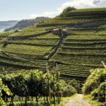 Esce il “Riesling Trentino Doc 2023” di Cembra Cantina di Montagna