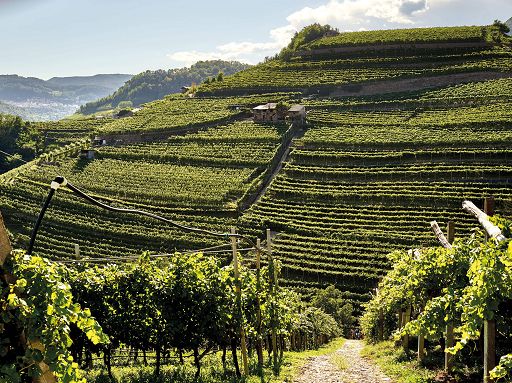 Esce il “Riesling Trentino Doc 2023” di Cembra Cantina di Montagna