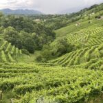 “Marna del Bacio”: a San Pietro di Barbozza nasce Extra Brut di Andreola