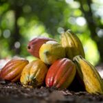 7 luglio Giornata cacao, appello di Mani Tese per Costa d’Avorio